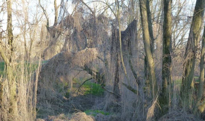 il-bosco-incantato-zibello-jpeg