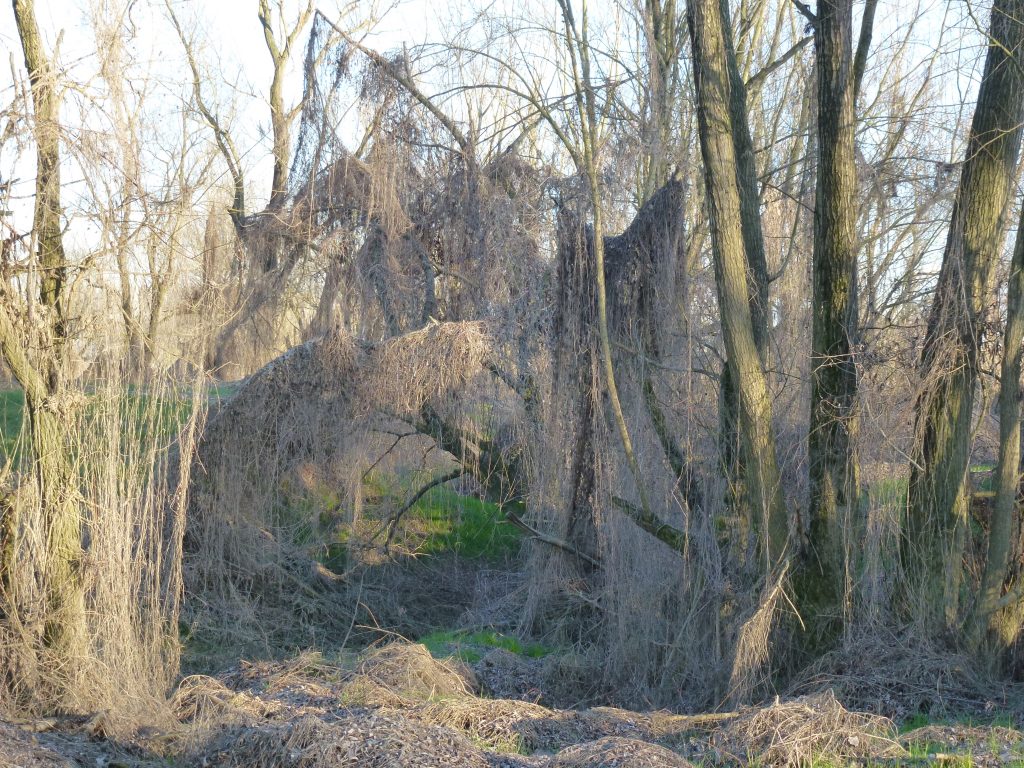 il-bosco-incantato-zibello-jpeg