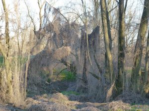 il-bosco-incantato-zibello-jpeg