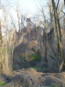 bosco-delle-fate-zibello-jpeg