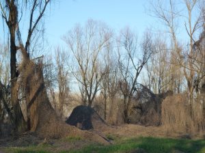 golena -zibello-jpeg