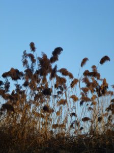 vegetazione-golena-zibello-jpeg