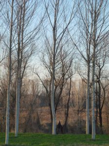 pioppi-po-zibello-jpeg