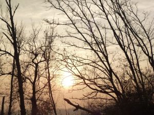 alberi-taro-inverno-jpeg