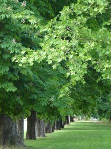 parco-ducale-parma-jpeg