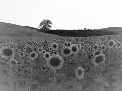 campo-girasoli-jpeg